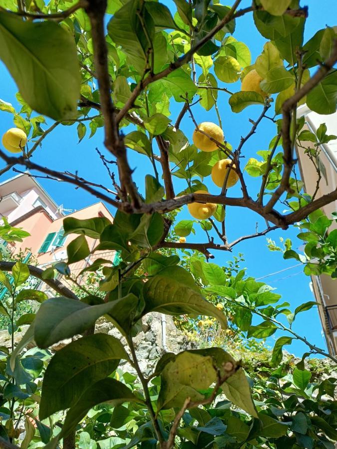 شقة Lemons House مونتيروسّو ال ماري المظهر الخارجي الصورة
